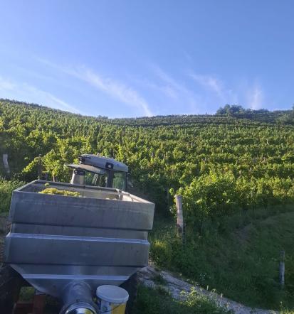 Vinske degustacije Vipava