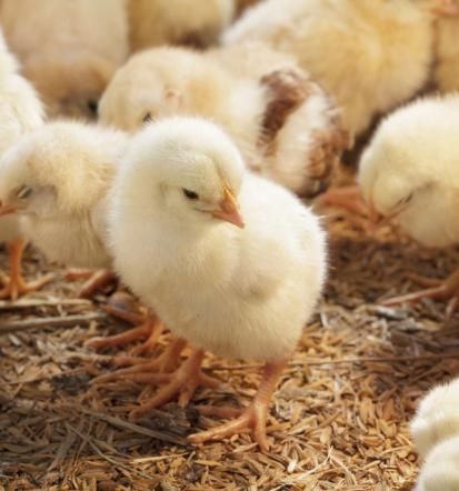 Kakovostna krmila za živino Pomurje, Slovenija