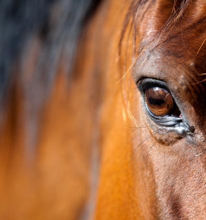 Kakovostna krmila Pomurje