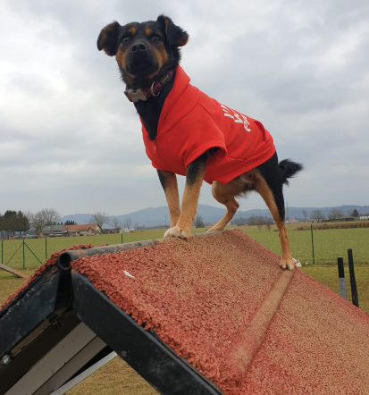 Prostor za trening psa Osrednja Slovenija