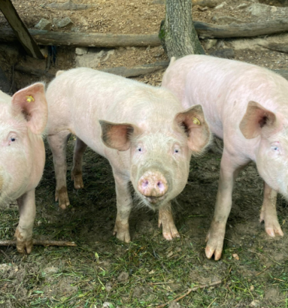 Pod milim nebom, dejavnosti, gibanje v naravi in izobraževanja za odrasle