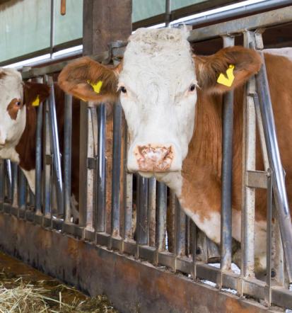 Krma za govedo in prašiče