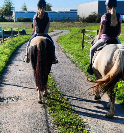 Izboljšajte zdravje konja, Fizioterapija konj Ljubljana