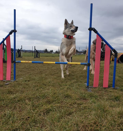 Izvedba pasje šole Osrednja Slovenija