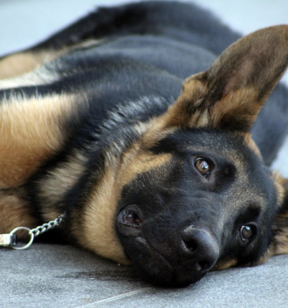 Šolanje psov po podravski regiji, Prevzgoja psov Podravska