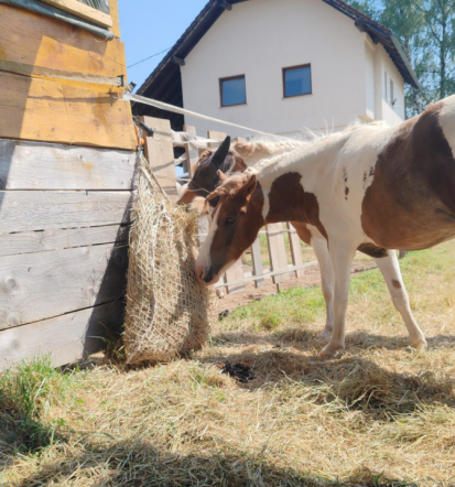 Zavod Geronimo, celostna skrb za konje in jahanje