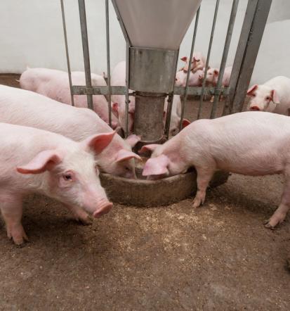 Prehrana za prašiče Slovenija