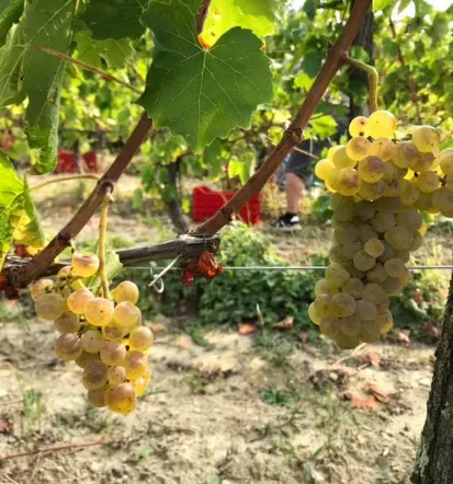 Domačija Ražman, najboljša degustacija domačega vina Koper