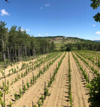 Degustacija domačega vina Koper za manjše in večje skupine