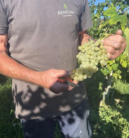 Prodaja vrhunskih vin Vipava