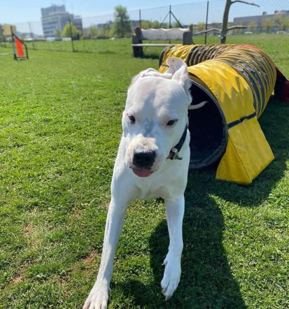 Prostor za agility v Ljubljani