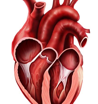 Obremenitveni testi, EKG, Štajerska