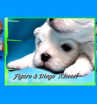 Pasji mladički z rodovnikom manjše rasti