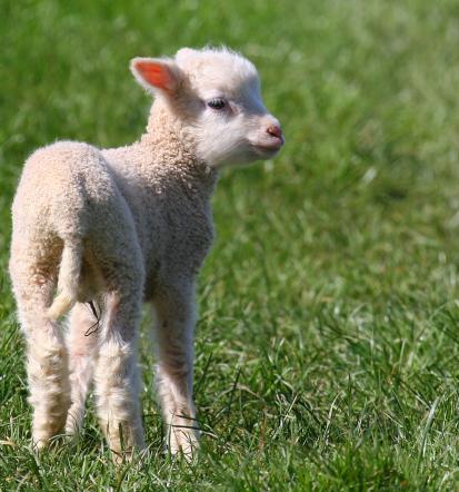 Poceni striženje ovac Šmarješke Toplice