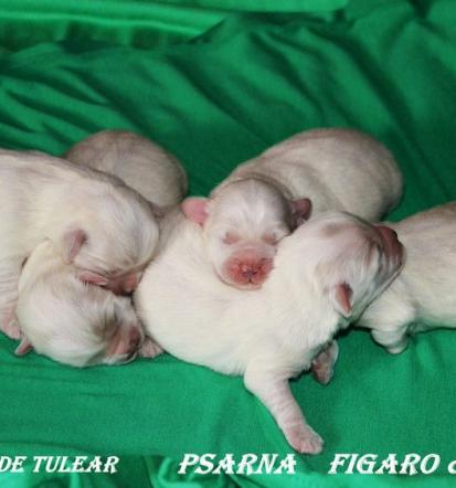 Coton pasji mladički