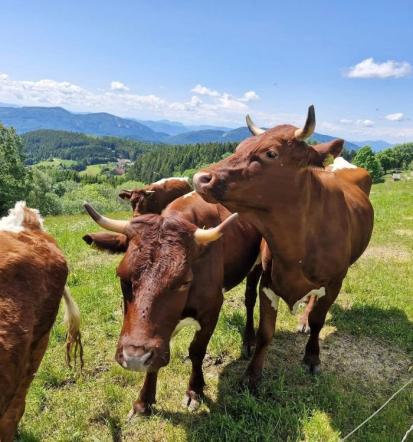 Ugoden najem prenočišča Rogla
