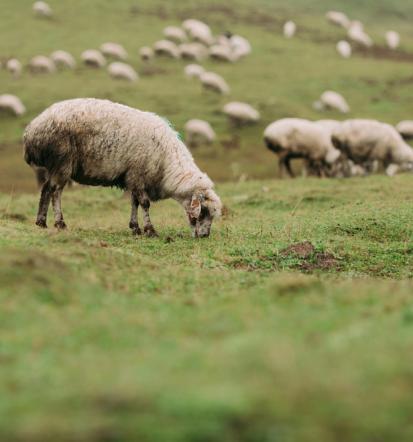 Pridobivanje ovčje volne Šmarješke Toplice
