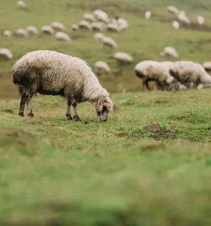 Pridobivanje ovčje volne Šmarješke Toplice