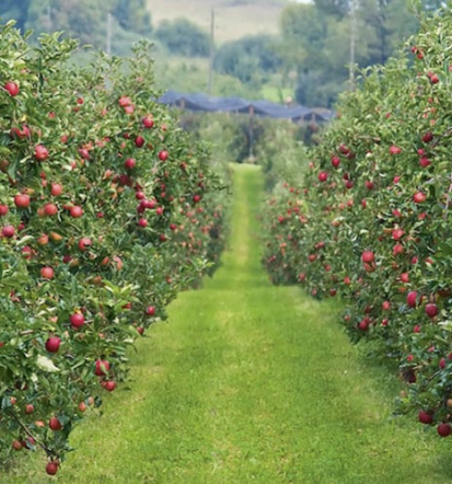 Aktivni oddih Gorenjska, izposoja koles in avtomobila, turistična kmetija