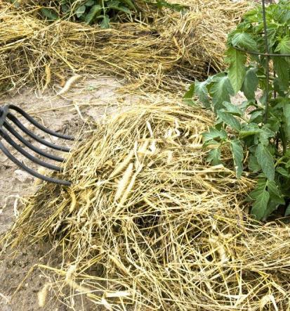 Čiščenje zaraščenih površin Štajerska, Hrvaška