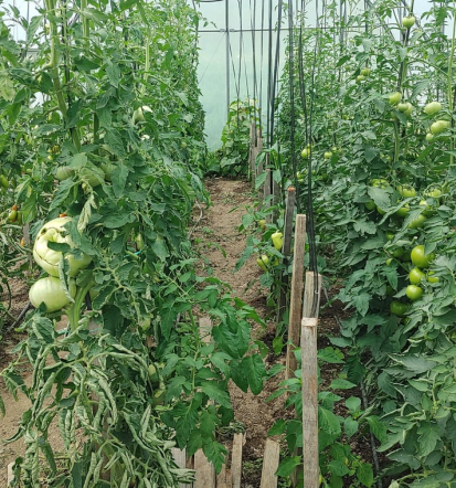 Turistična kmetija z eko pridelavo sadja in zelenjave, Gorenjska