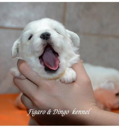Coton de Tulear cena