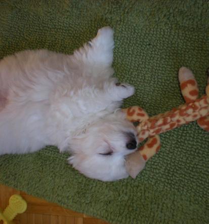 Vzreditelji pasme Coton de Tulear