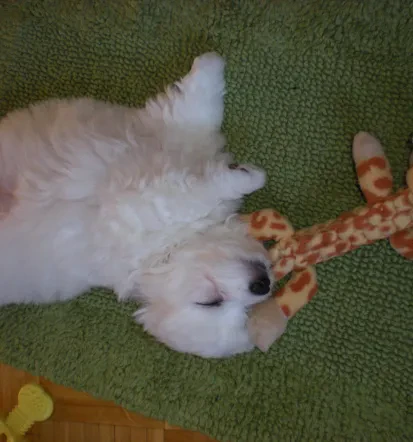 Vzreditelji pasme Coton de Tulear