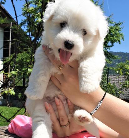 Coton de Tulear značaj