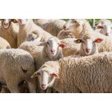 Striženje ovac, Alojz Novak s.p.