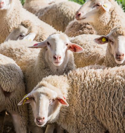 Šišanje ovaca Hrvatska