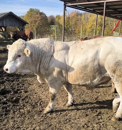Prodaja svežega mesa neposredno na kmetiji