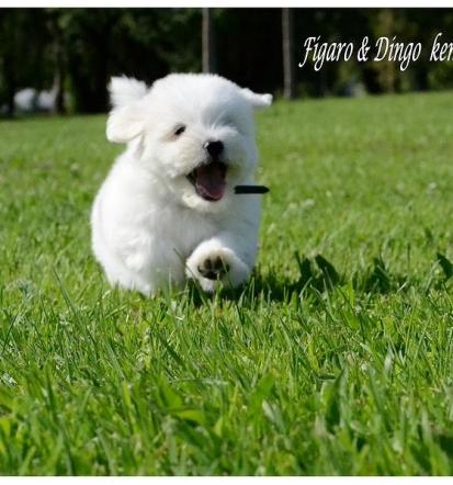Coton de Tulear življenska doba