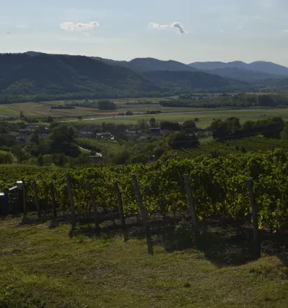 Pokušina vin Vipava