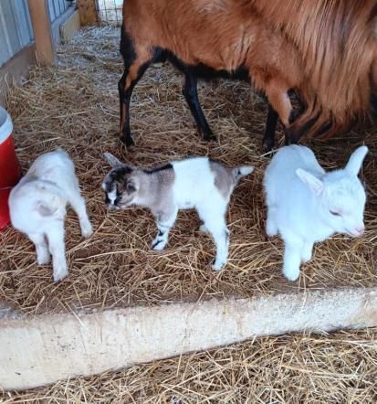 Najem apartmaja Mala Nedelja