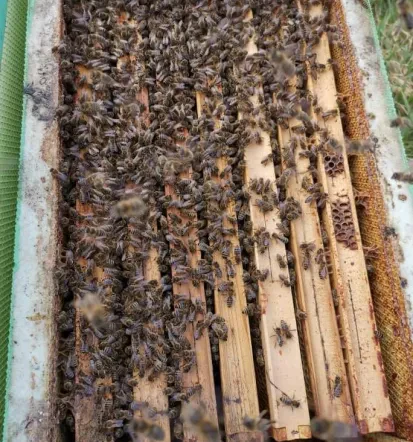 Ugoden domači med Metlika