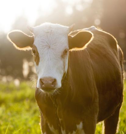 Planinska paša Gorenjska