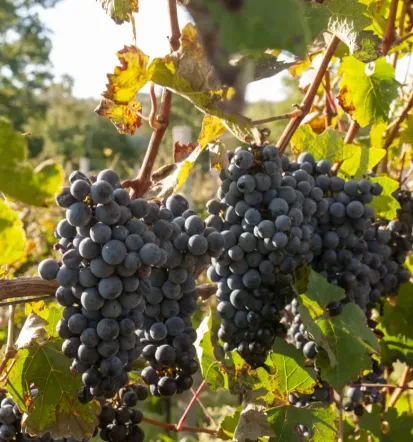 Vina Vipava