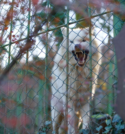 Zoo park Rožman, zavetišče za prostoživeče in eksotične živali
