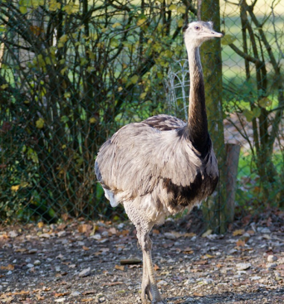 Privatni ZOO v Sloveniji