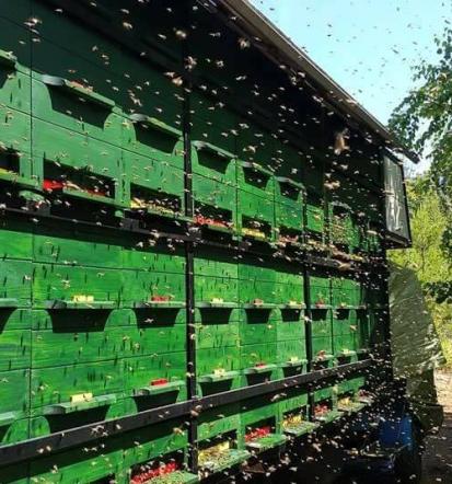 Čebelarstvo Metlika, Bela krajina