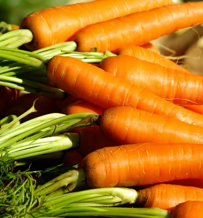 Sveža zelenjava iz ekološke, sezonske pridelave Cerkvenjak