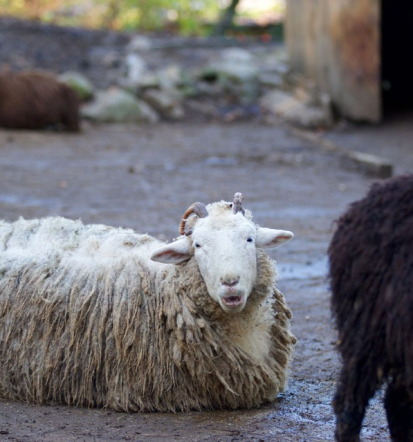 Privatni ZOO v Sloveniji, vabljeni
