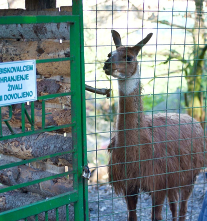 Zavetišče za eksotične živali blizu Ljubljane