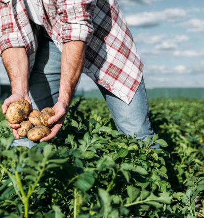 Organsko gnojilo Slovenija BIOAKTIV® povečajte pridelek do 35 % z naravno metodo