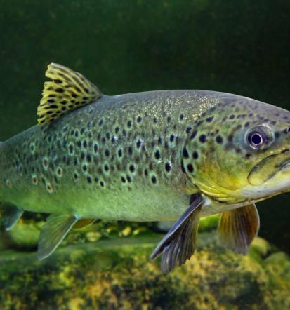 Najem piknik prostora Štajerska