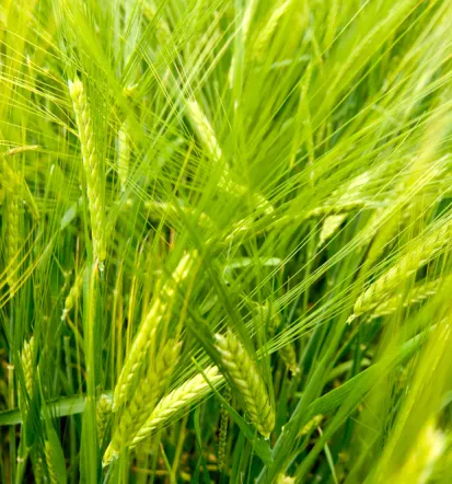 BIOAKTIV® gnojilo, trajnostna rešitev za boljše pridelke Slovenija