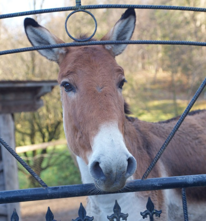 Obiščite privatni živalski vrt