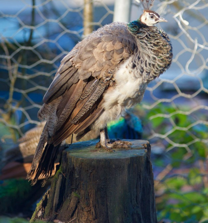 Obiščite privatni ZOO v okolici Ljubljane