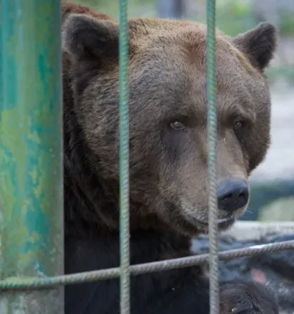 Obiščite privatni ZOO v Sloveniji zdaj